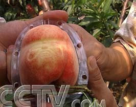 一个桃子敢卖100元
